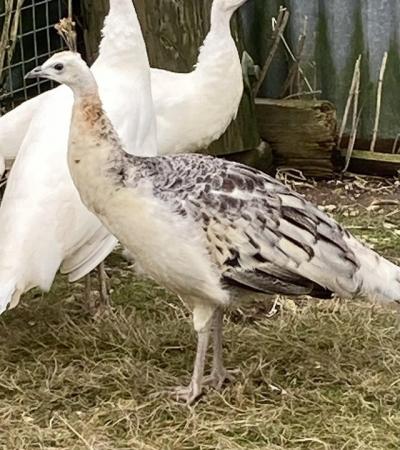 Image 3 of Trio of black shouldered peafowl for sale