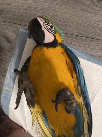 Image 5 of Super Tame Baby Blue & Gold Macaws
