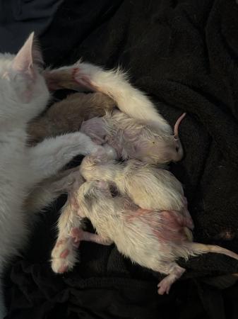 Image 6 of Kittens born today ready to leave in 8-9 weeks