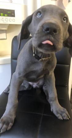 Image 17 of LAST GIRL LEFT! - REDUCED - Blue Great Dane Puppies