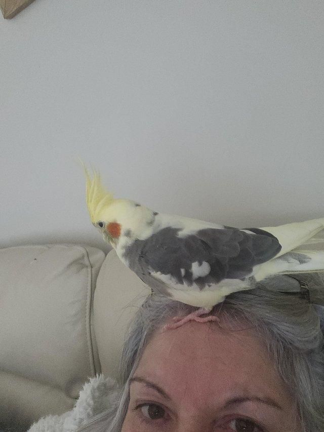 Preview of the first image of Wanted female cockatiels x2.