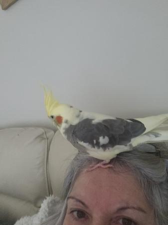 Image 1 of Wanted female cockatiels x2