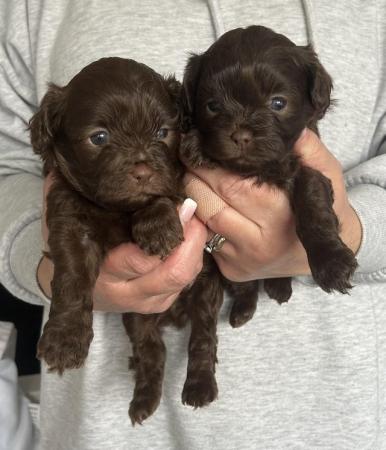 Image 3 of Gorgeous Shihpoos For Sale