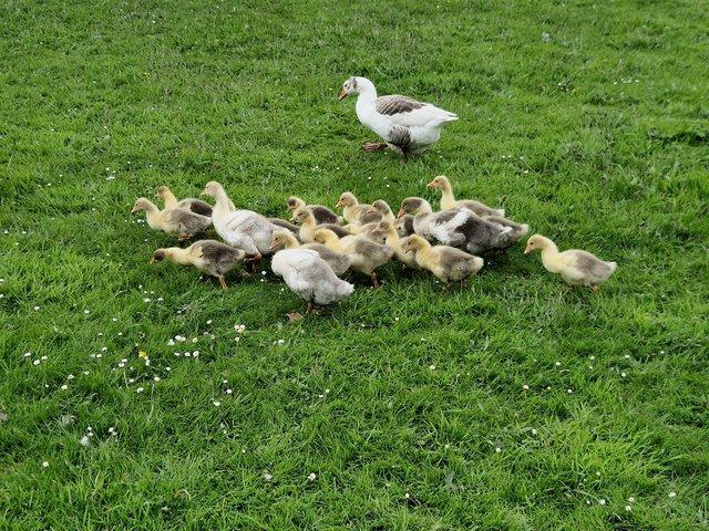 Preview of the first image of Rare breed West of England goslings......