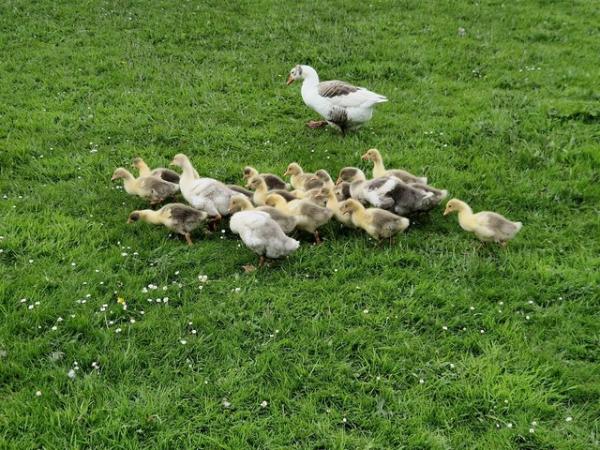 Image 1 of Rare breed West of England goslings.....