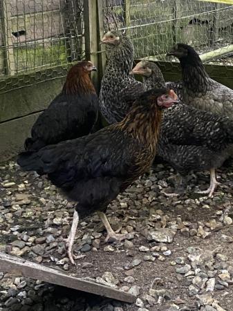 Image 2 of POL Chicken’s For Sale, all different breeds. Hens