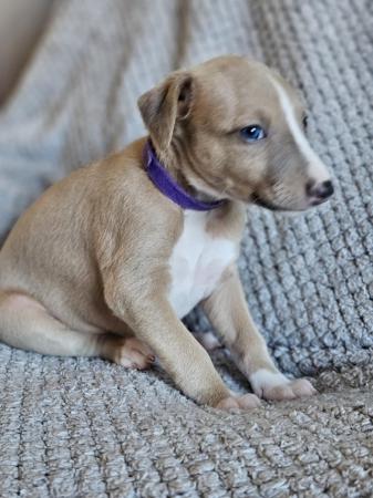 Image 8 of Beautiful KC Registered Whippet puppies