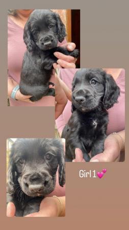 Image 6 of Beautiful Litter of Cocker Spaniels