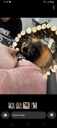 Image 5 of Two Male guinea pigs 1 and a half years old for sale
