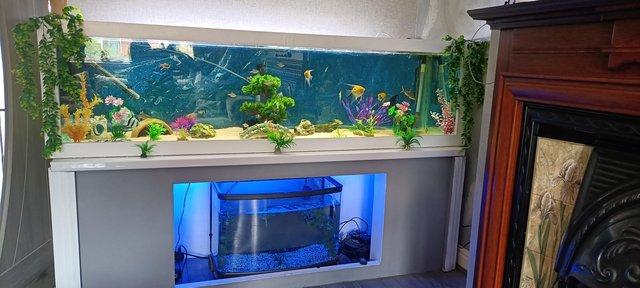 Image 6 of 72 inch wide aquarium 98 gallons capacity