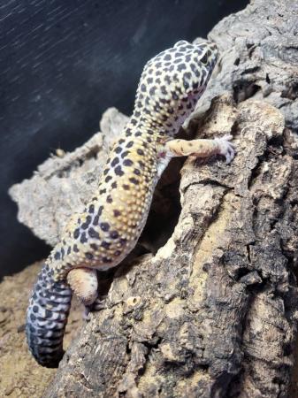 Image 2 of CB20 Male Leopard Gecko - Full set up available
