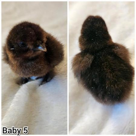 Image 7 of **BRAND NEW** Silkie and Showgirl chicken chick's *RARE*