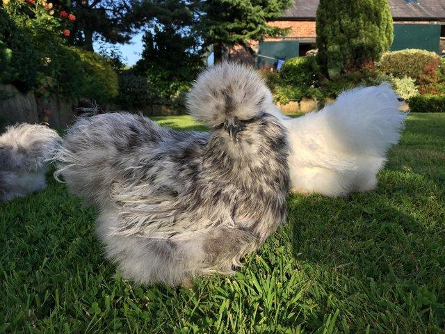 Preview of the first image of Silkie, pekin & sablepoot pullets available.