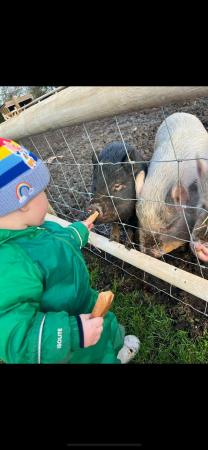 Image 3 of 4 friendly pet pigs (3 male, 1 female)