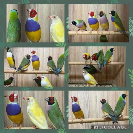 Image 1 of SMALL BIRDS WANTED, FINCHES, CANARY'S, BUDGIES, ETC