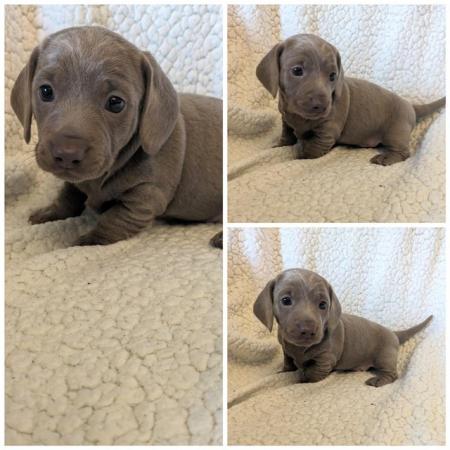 Image 7 of miniature dachshund puppies for sale