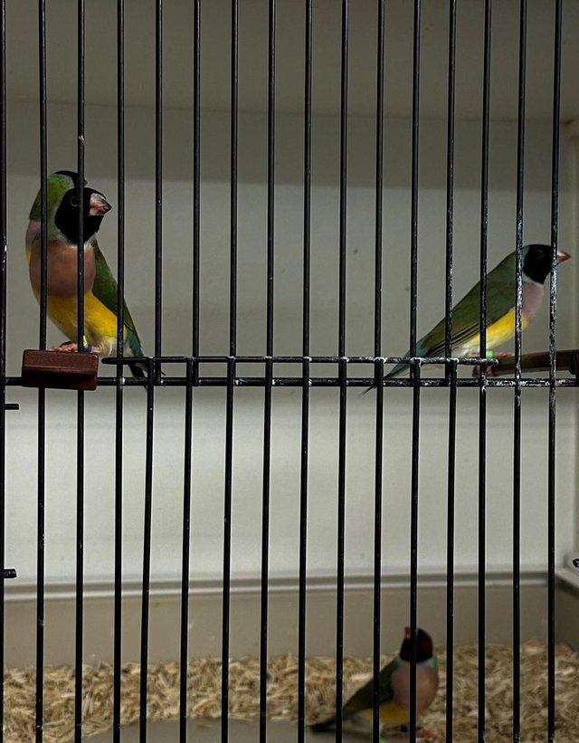 Preview of the first image of various 2023 bred Finches for sale.