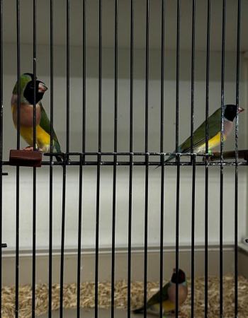 Image 1 of various 2023 bred Finches for sale