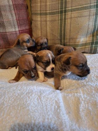 6 stunning Jack Russell puppies from a licenced breeder for sale in Thetford, Norfolk - Image 9