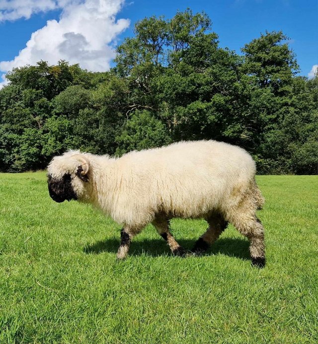 Preview of the first image of LOVELY, PEDIGREE, REGISTERED VALLAIS EWE.