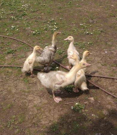 Image 3 of Aylesbury Ducks/ Duckilngs for sale