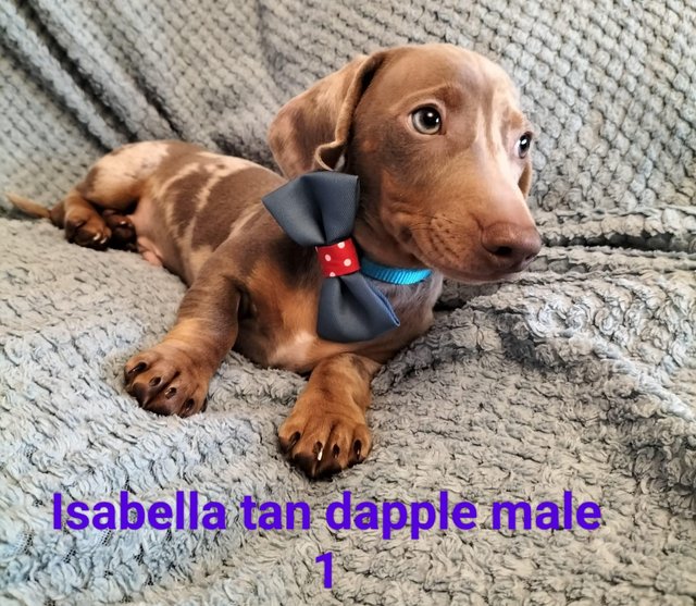 Preview of the first image of READY NOW KC reg Miniature Dachshund puppies.