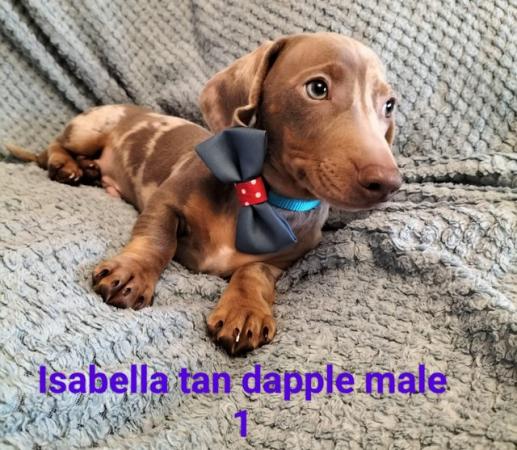 Image 1 of READY NOW KC reg Miniature Dachshund puppies