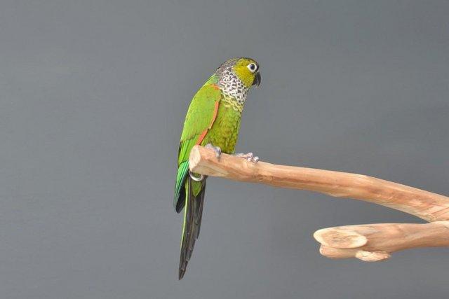 Image 5 of Baby Black capped Conure one of the most colorful,19