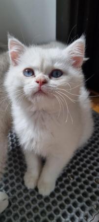 Image 9 of Pedigree british shorthair kittens