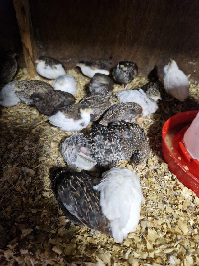 Preview of the first image of Button quail / chineese quail.