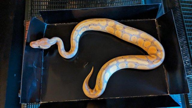 Image 2 of Various Royal Python's Available