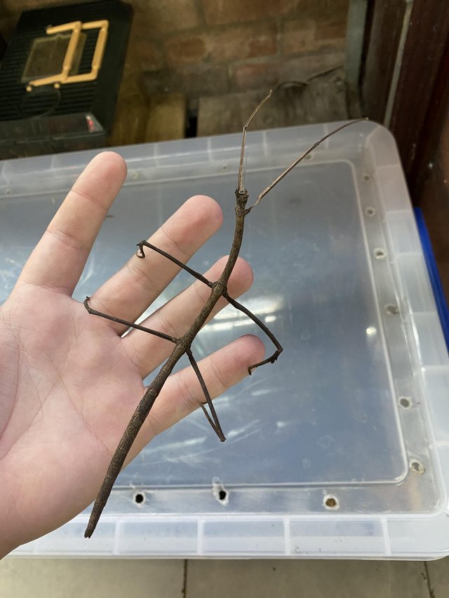 Preview of the first image of Kao lak stick insects (R. nematodes) £2 Each.