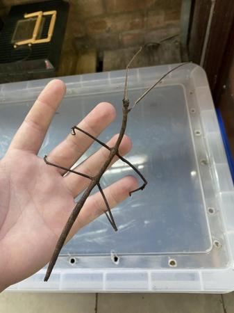 Image 1 of Kao lak stick insects (R. nematodes) £2 Each