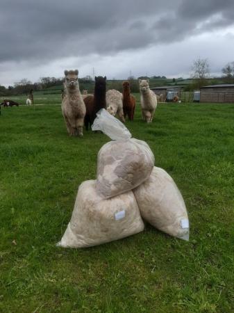 Image 3 of Raw Alpaca fleece for sale