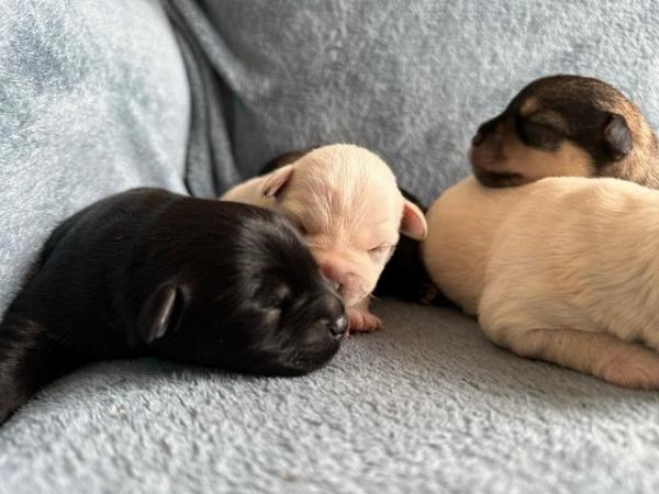 Image 4 of Beautiful Miniature Schnauzer Puppies For Sale