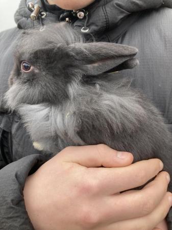 Image 4 of Crossbreed lionhead young rabbit