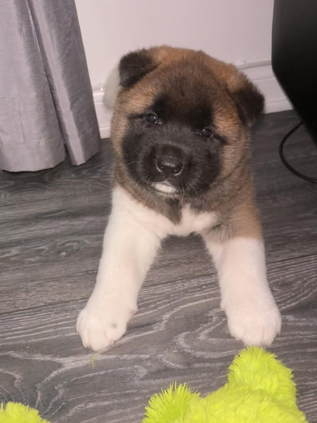Preview of the first image of american akita puppies for sale.