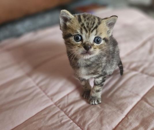 Image 4 of Stunning British Shorthair Kittens