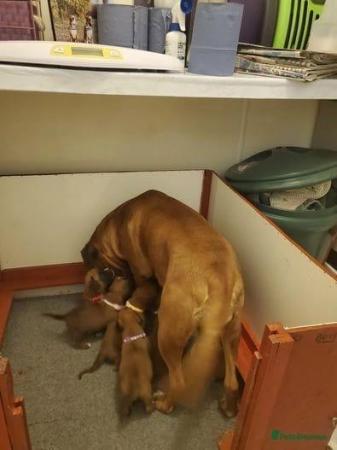 Image 3 of Boxer Puppies 1 female available