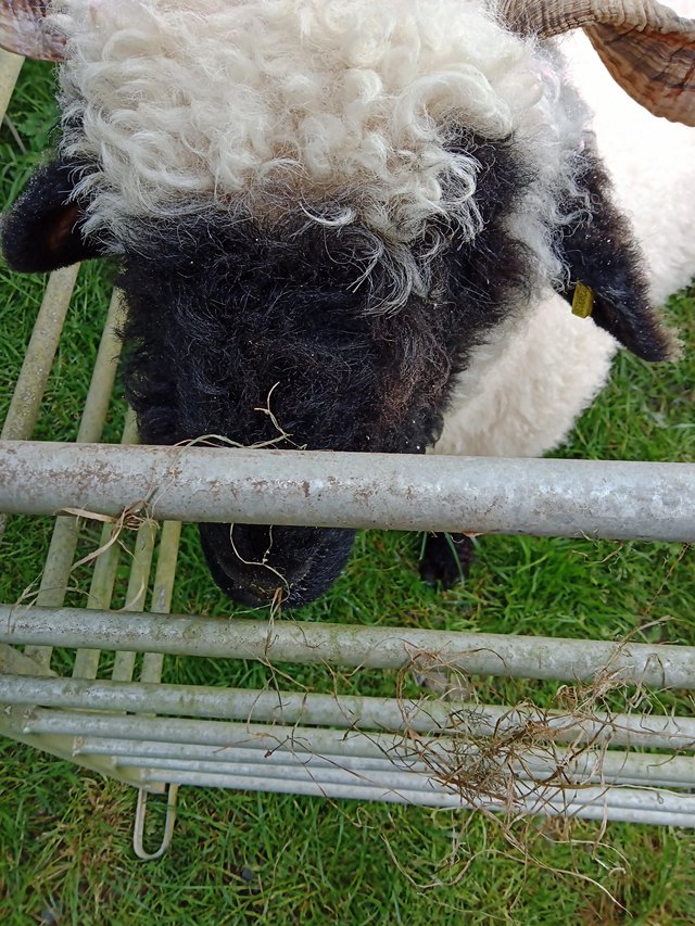 Preview of the first image of Pedigree blacknose Valais breeding ewes a family of 4.