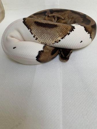 Image 4 of Female adult pied royal python