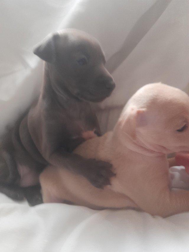 Preview of the first image of Beautiful Italian greyhound puppies.