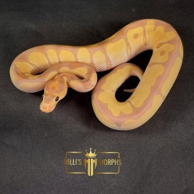 Preview of the first image of Banana Orange Dream Clown Male CB23.