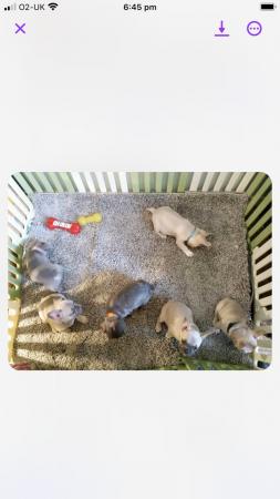 Image 15 of Frentch bulldog for sale
