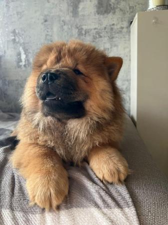 Image 8 of READY NOW BEAUTIFUL FULL KC CHOW CHOW PUPPIES!!