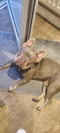 Image 6 of Isabella and tan health tested french bulldog stud