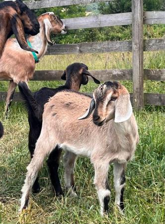 Image 4 of SOLD. More in 2025 Mini Nubians! Great smallholder goat