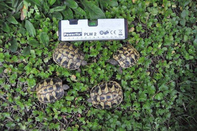 Image 3 of More than one year old little tortoises are ready to go