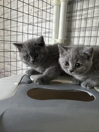 Image 4 of Pure British shorthair blue kittens , ready now
