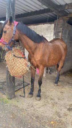 Image 1 of Brood mare Lady for sale